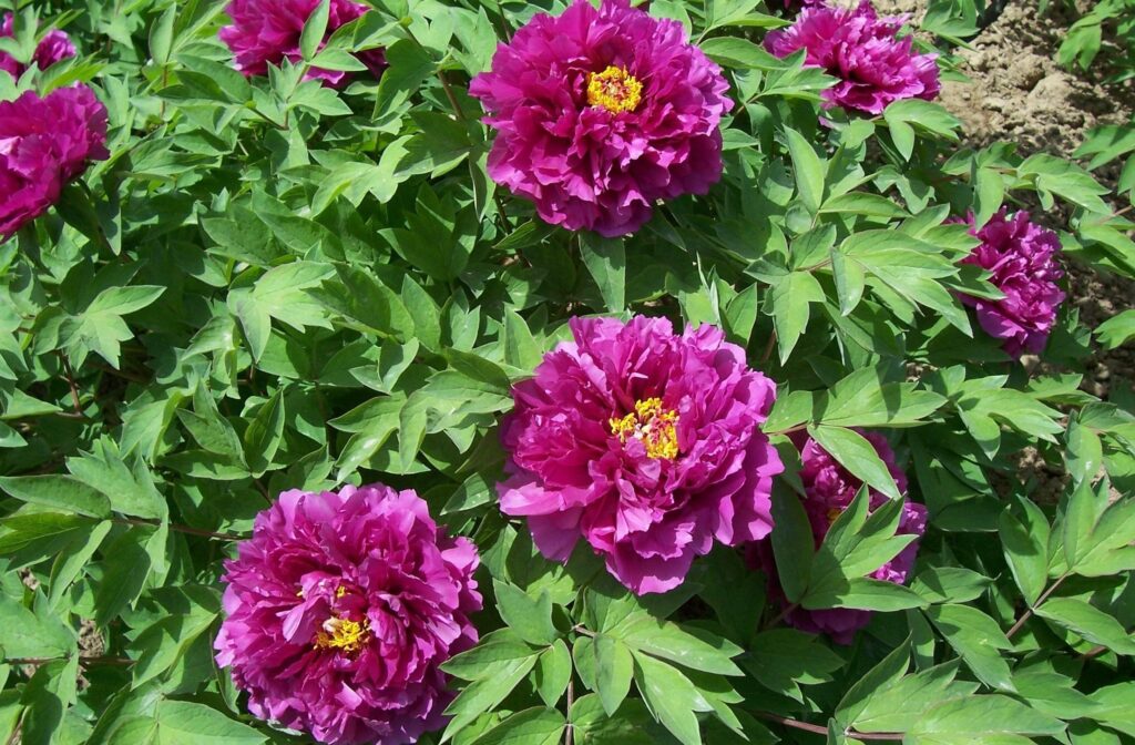 Vibrant Peony Wallpaper: Lush Pink Blossoms & Green Foliage Background