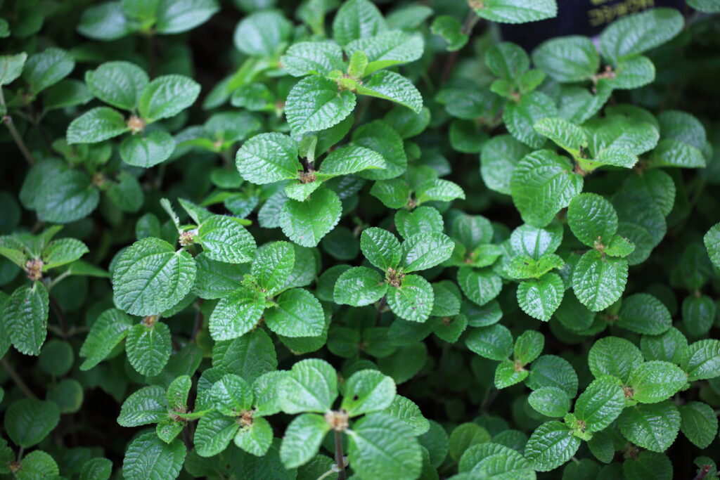 Vibrant Peperomia Leaves Wallpaper: Lush Green Textured Background