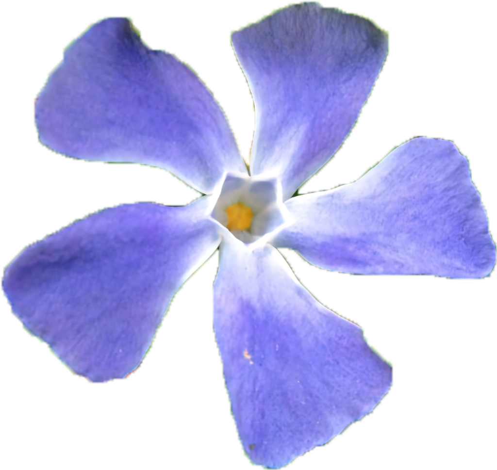 Vibrant Periwinkle Flower Wallpaper with Purple Petals on Transparent Background