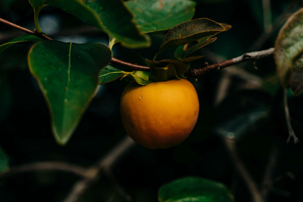 Vibrant Persimmon Wallpaper: Lush Green Leaves & Natural Setting