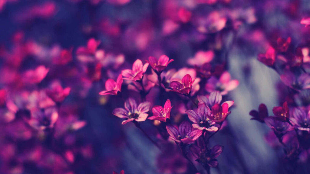 Hipster Purple Blossom: Vibrant 1920 X 1080 HD Floral Wallpaper
