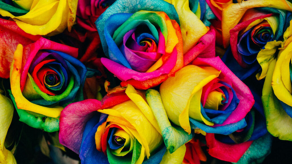 Vibrant Roses: A Kaleidoscope of Color against a Rainbow Backdrop Wallpaper
