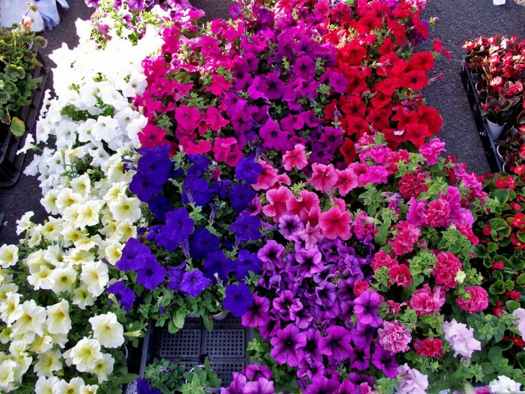 Colorful Petunia Flower Wallpaper - 1600x1200 Vibrant Background