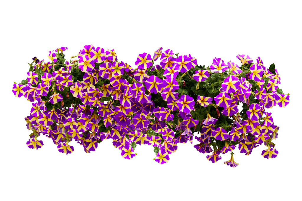 Vibrant Petunia Wallpaper: Cheerful Purple & Yellow Floral Background