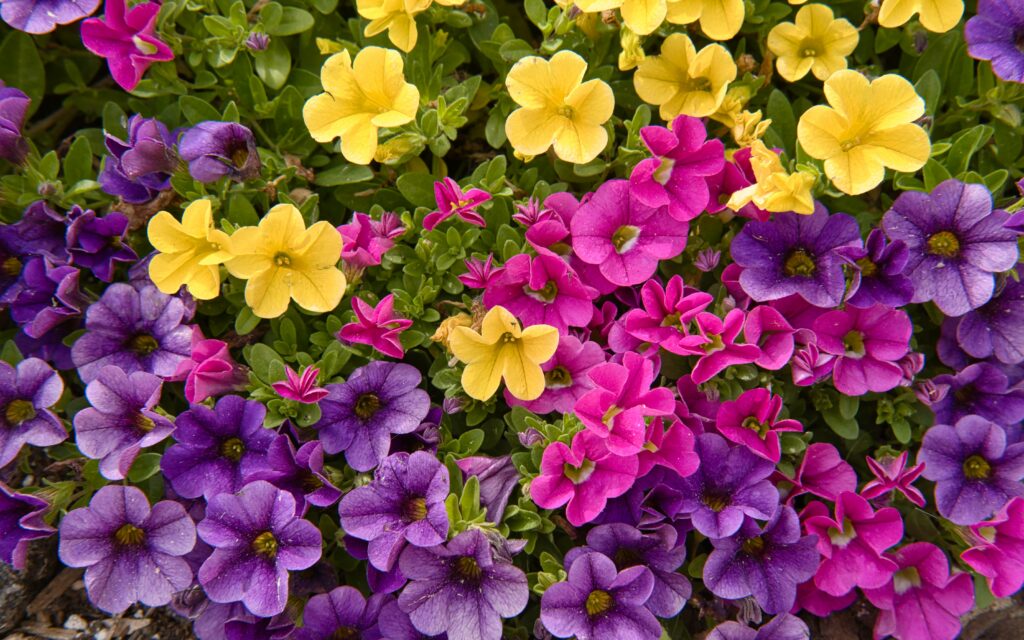 Vibrant Petunias Wallpaper: Colorful Floral Background Display
