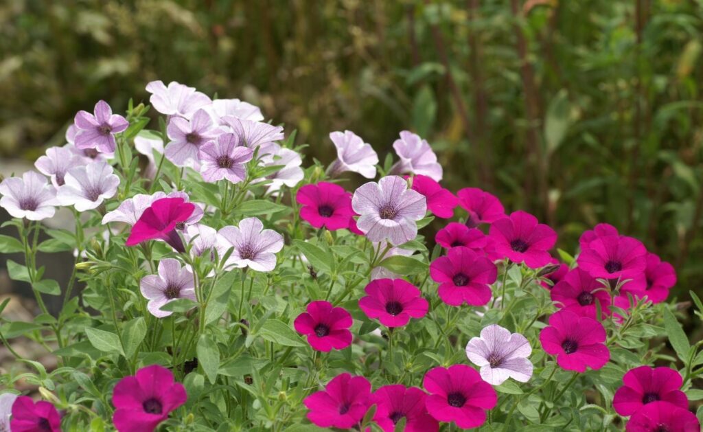Vibrant Petunia Flowerbed Wallpaper - Purple & Magenta Blooms