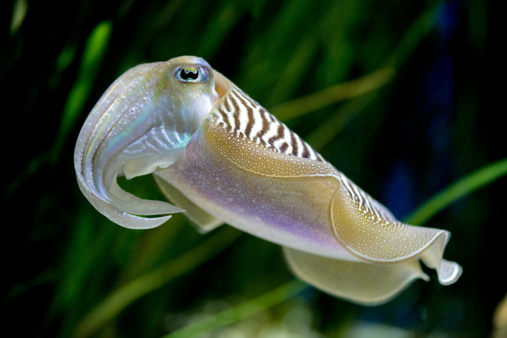 Vibrant Pharaoh Cuttlefish Swimming in Serene Clear Waters Wallpaper