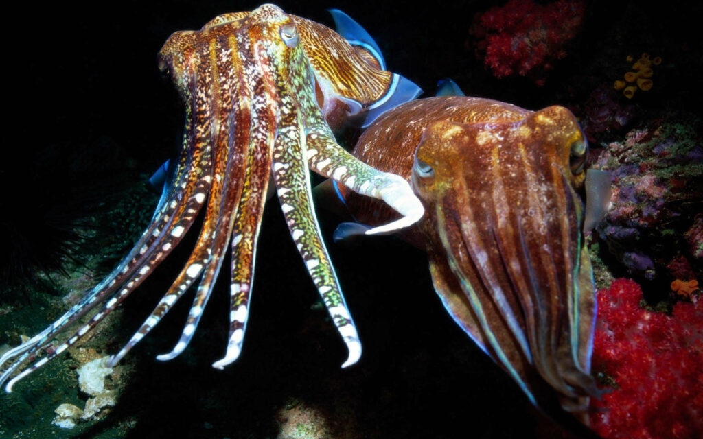 Vibrant Pharaoh Cuttlefish Wallpaper: Mesmerizing Tentacles & Colors