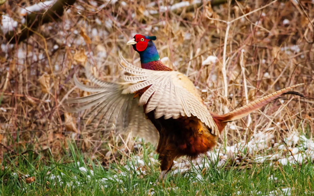 Vibrant Pheasant in Mid-Flight: Colorful Wallpaper Background
