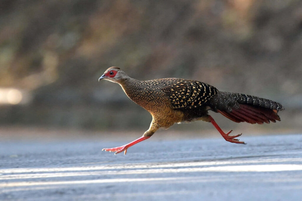 Pheasant in Motion: Vibrant Bird Running Across a Road Wallpaper