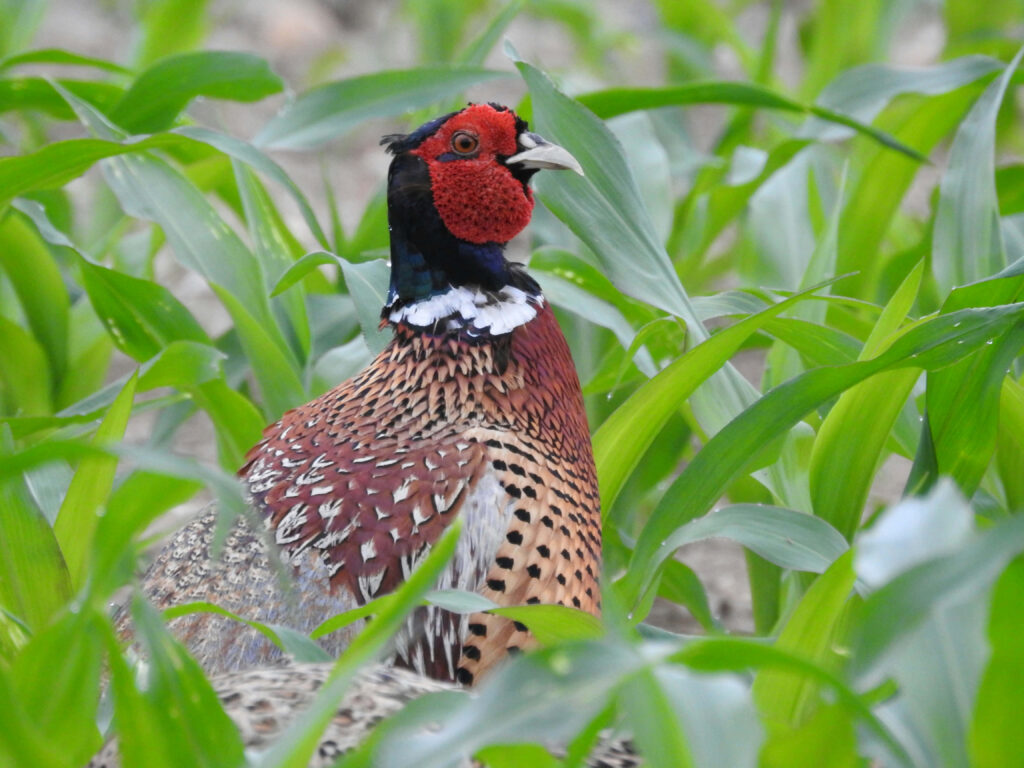 Colorful Pheasant in Lush Green Foliage - Vibrant Nature Wallpaper