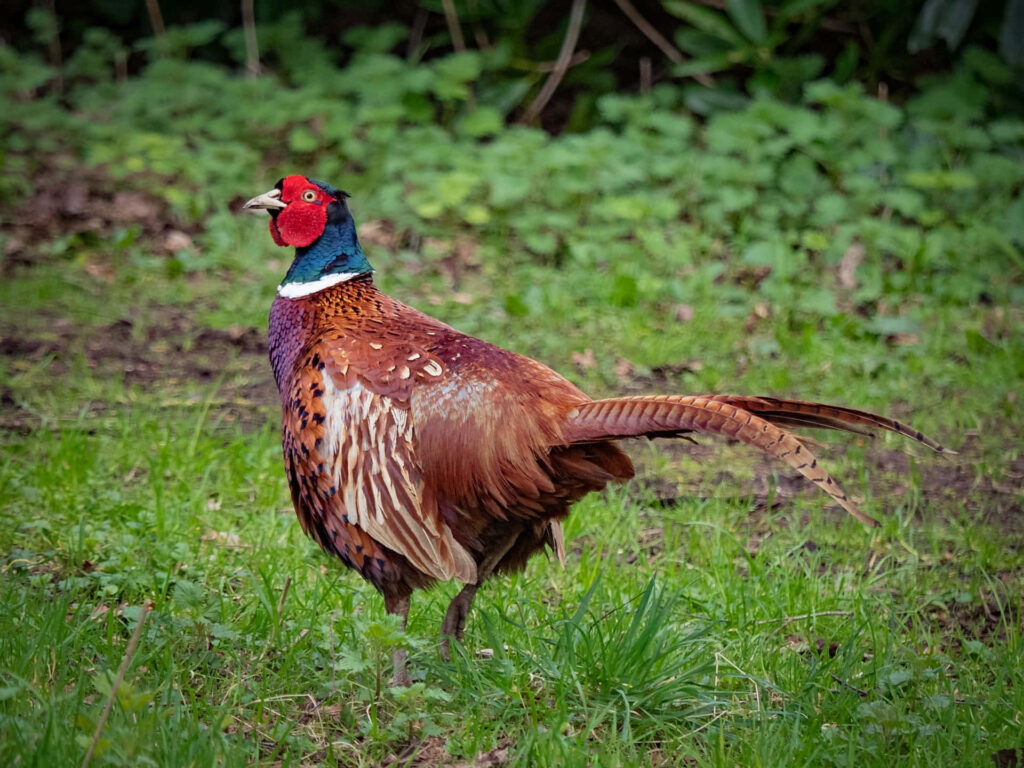 Vibrant Pheasant Wallpaper: Colorful Bird in Lush Green Background