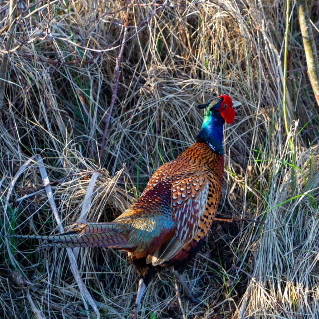 Vibrant Pheasant Wallpaper: Colorful Bird in Natural Habitat Background