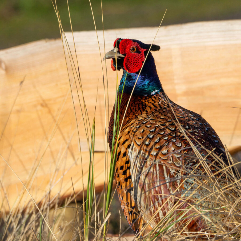 Vibrant Pheasant Wallpaper: Colorful Bird in Natural Habitat