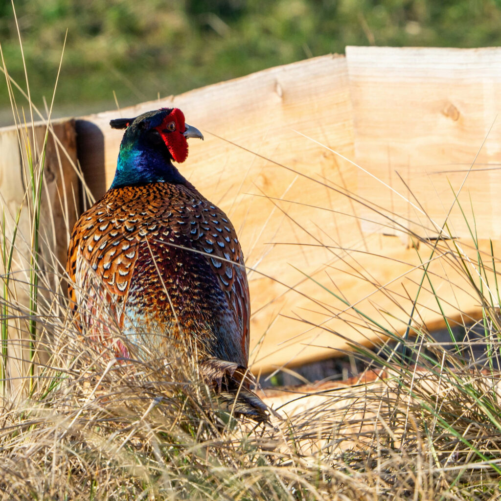 Vibrant Pheasant in Grasses: Rustic Wooden Background Wallpaper