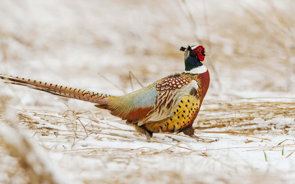 Vibrant Pheasant in Snowy Field: Captivating Colorful Wallpaper