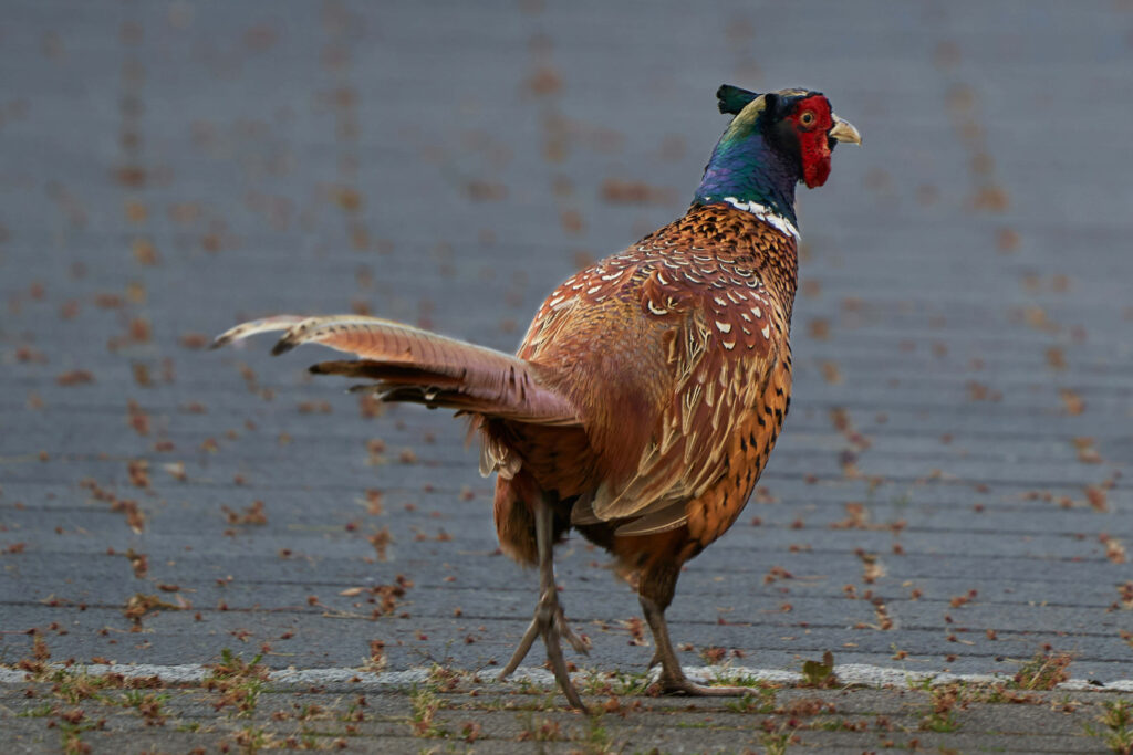 Vibrant Pheasant on Textured Pavement – Serene Urban Scene Wallpaper
