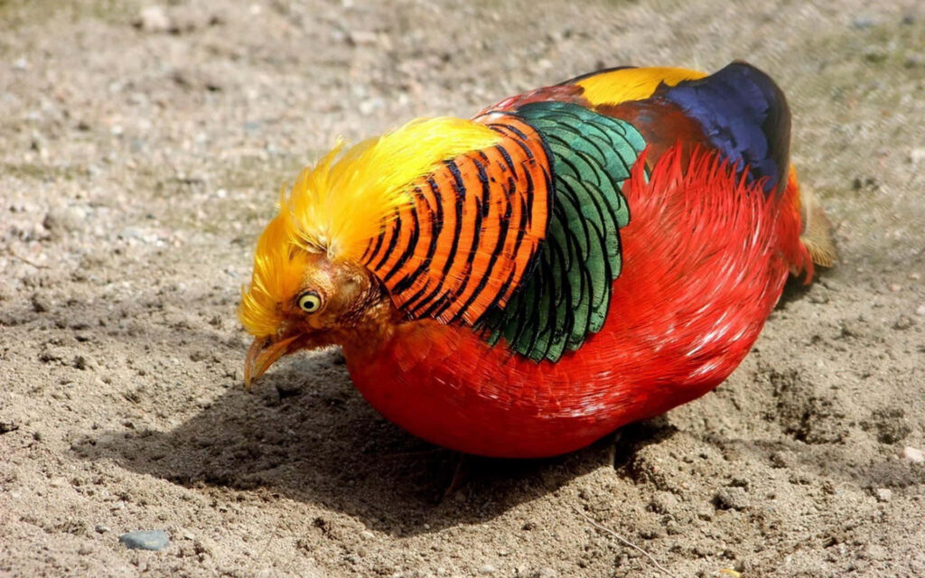 Vibrant Pheasant Wallpaper: Colorful Feather Patterns & Bright Background