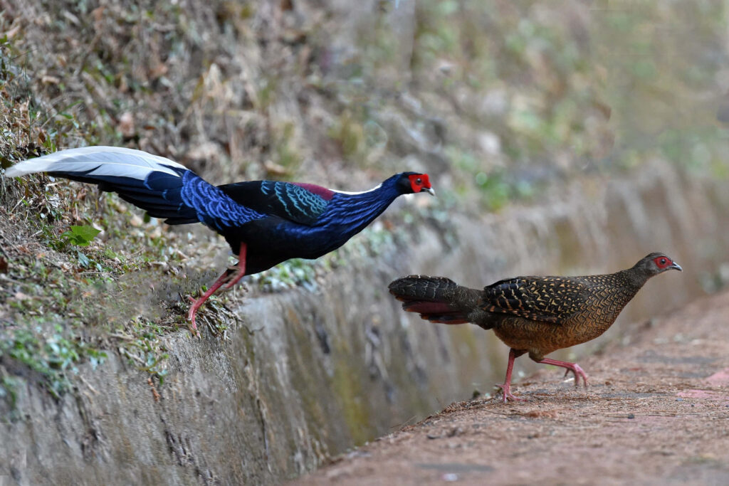 Vibrant Male & Female Pheasants in Natural Habitat Wallpaper