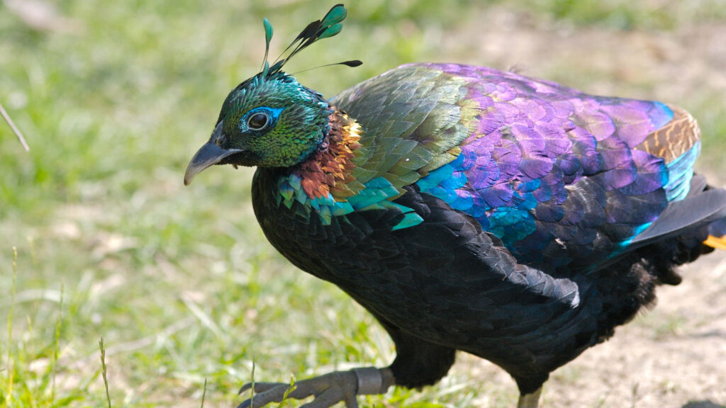 Vibrant Pheasant Wallpaper: Colorful Plumage in Greenery Background