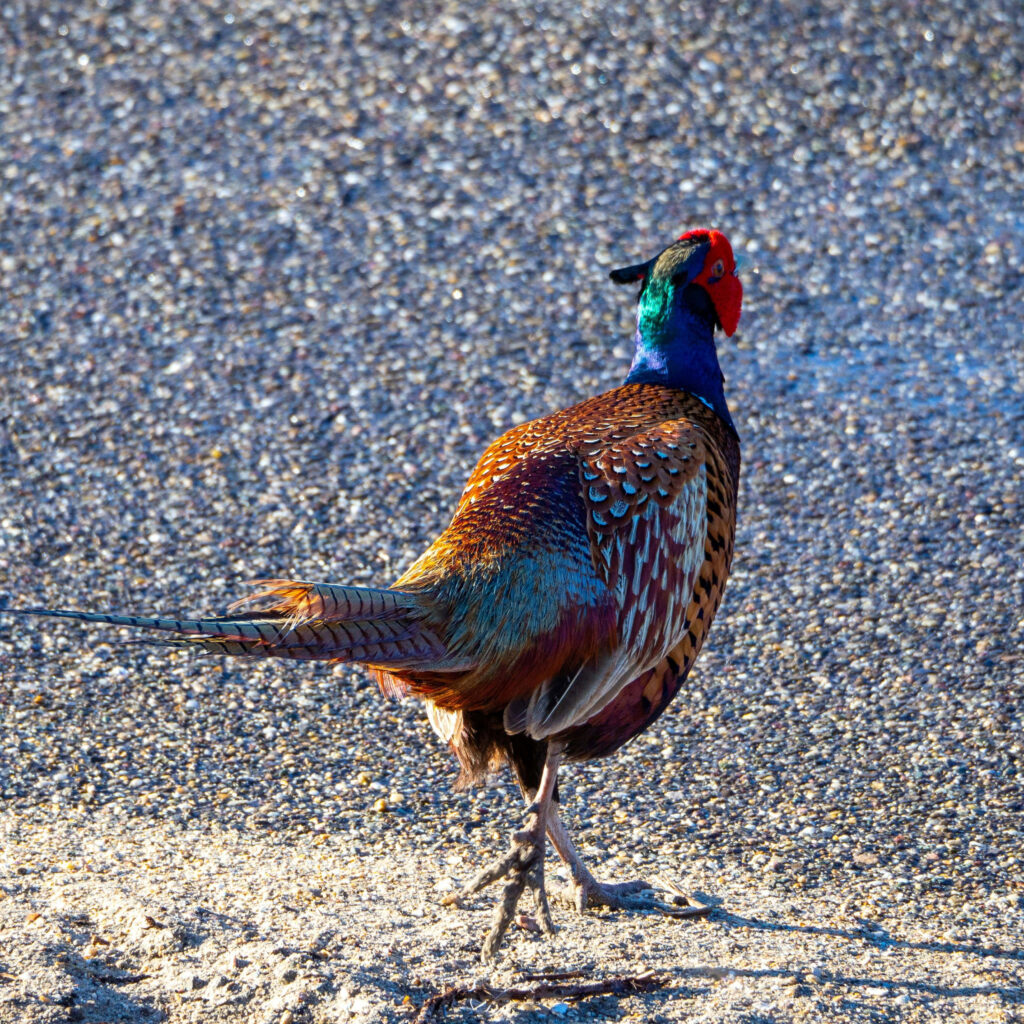 Vibrant Pheasant Strutting Elegantly on Textured Gravel Path Wallpaper