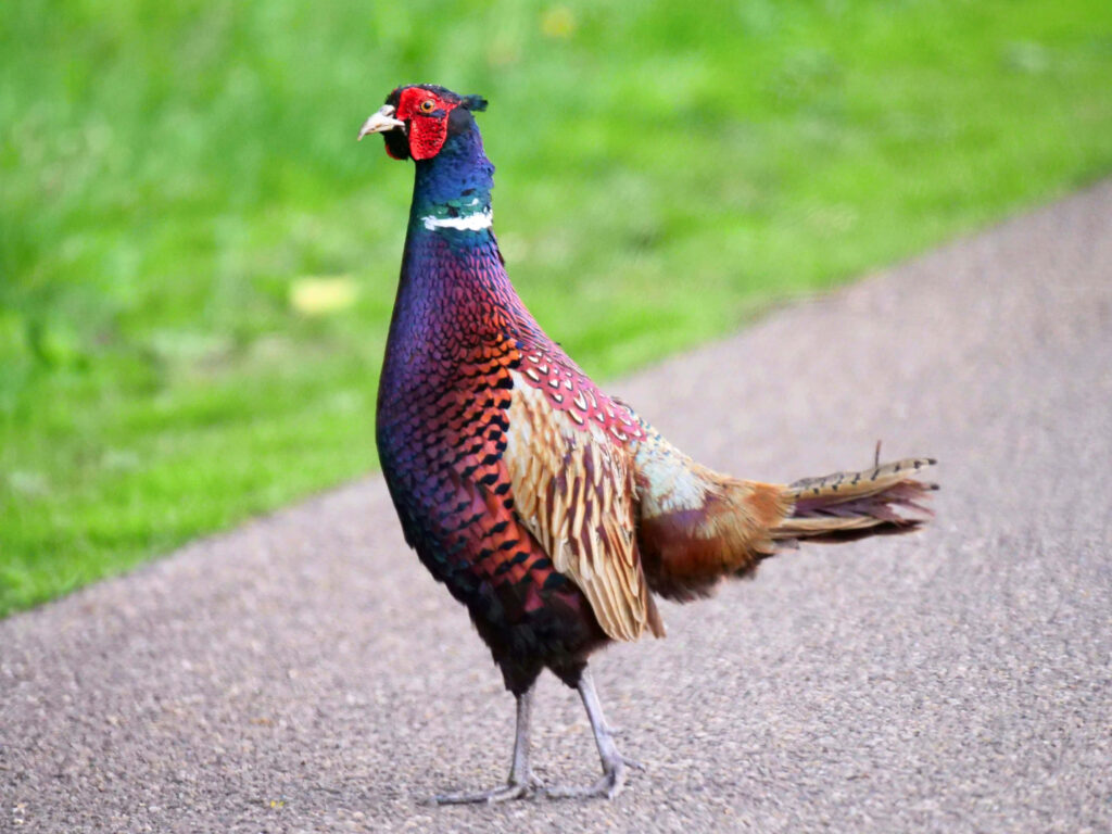 Vibrant Pheasant Wallpaper: Colorful Bird on Soft Green Pathway