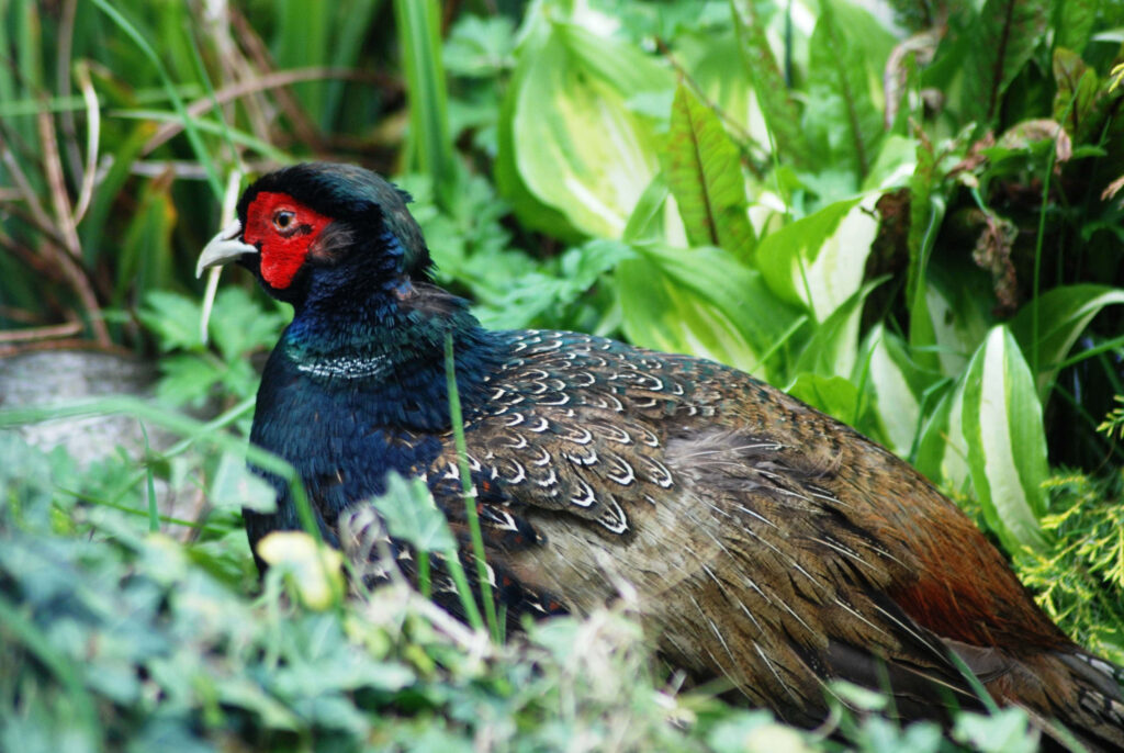 Vibrant Pheasant Among Lush Greenery - Stunning Nature Wallpaper
