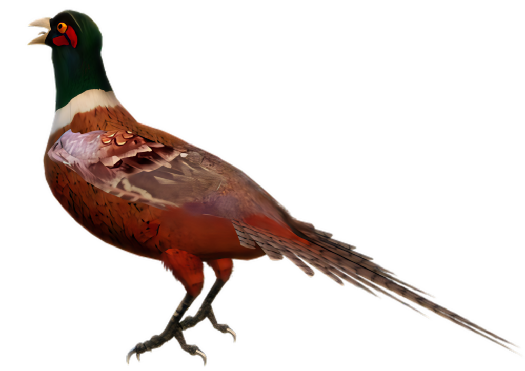Vibrant Pheasant Wallpaper: Colorful Bird on Black Background