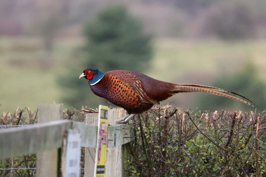 Vibrant Pheasant on Fence in Serene Countryside Background Wallpaper