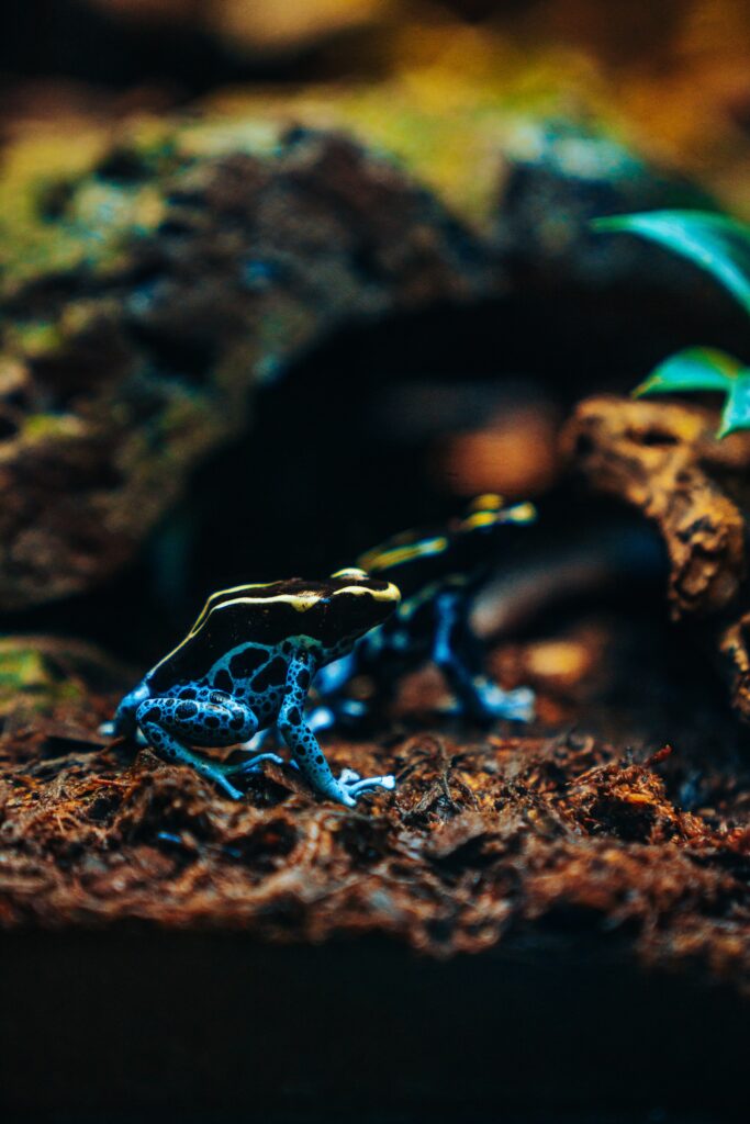 Vibrant Exotic Frog Wallpaper: Striking Phyllobates in Nature