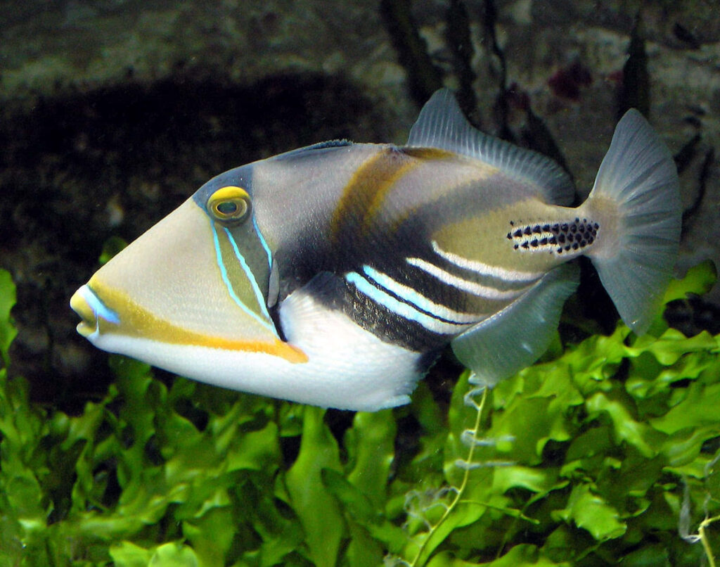 Vibrant Picasso Triggerfish Wallpaper: Stunning Reef Scene