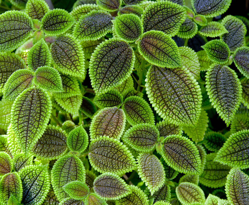 Vibrant Macro Pilea Leaves: Textured Green Wallpaper Background