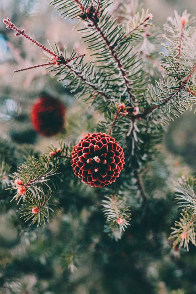 Vibrant Green Pine Needles & Red Pine Cone Macro Wallpaper