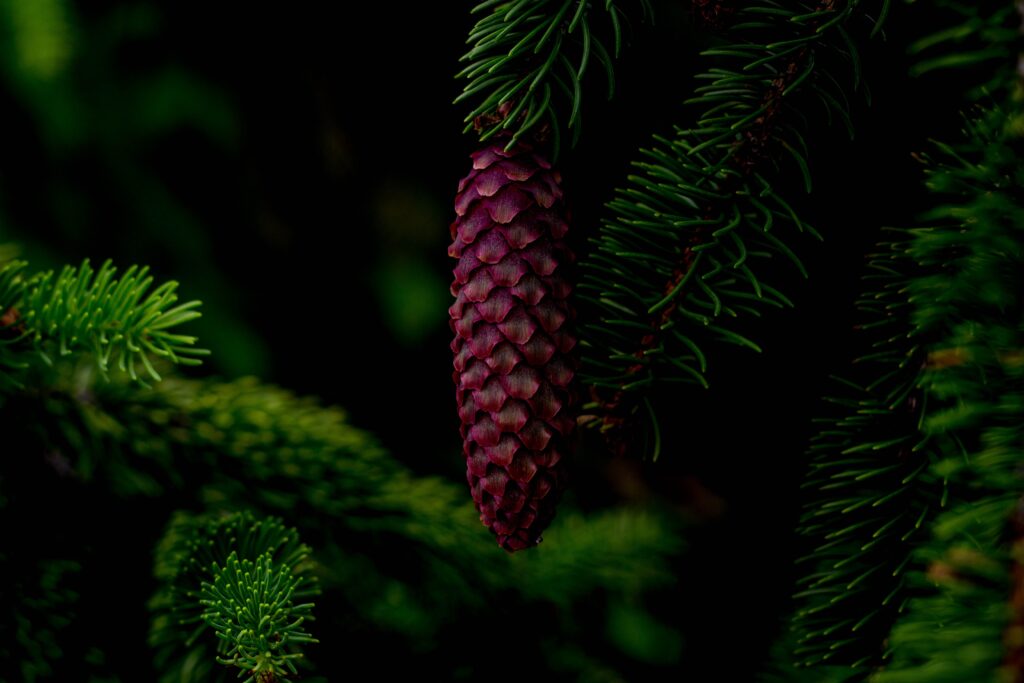 Vibrant purple pine cone hanging on tree branch with lush green needles detailed nature wallpaper
