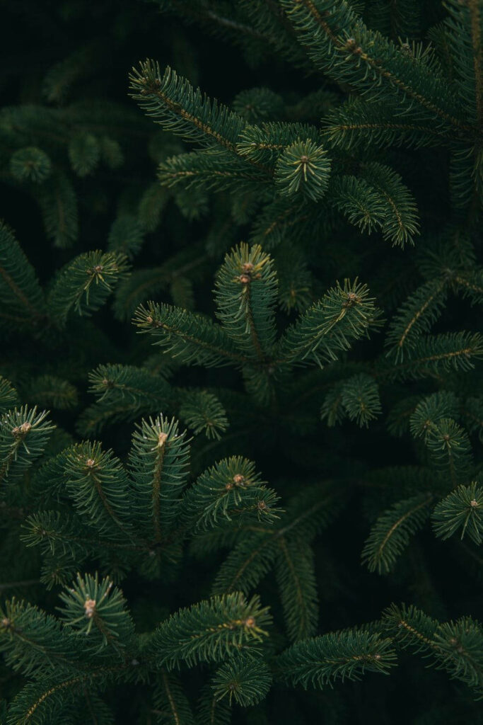 Festive Pine Tree Wallpaper: Dense Green Needles & Natural Texture