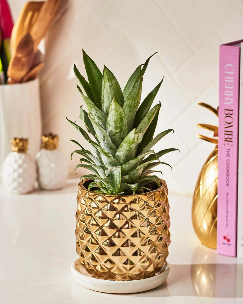 Vibrant pineapple plant in textured gold vase brightening modern kitchen decor with wallpaper background