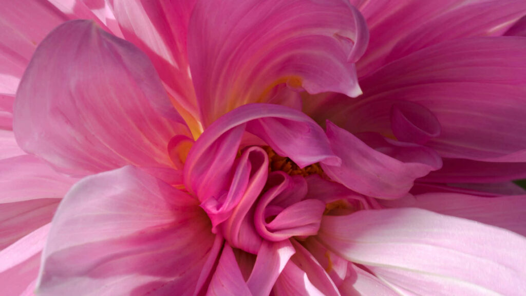 Vibrant Pink Abstract Flower Wallpaper - Dynamic Floral Design