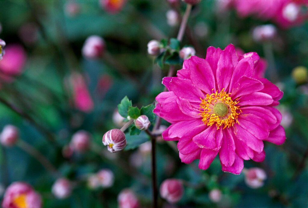 Vibrant Pink Anemone Flower Wallpaper with Soft Green Background