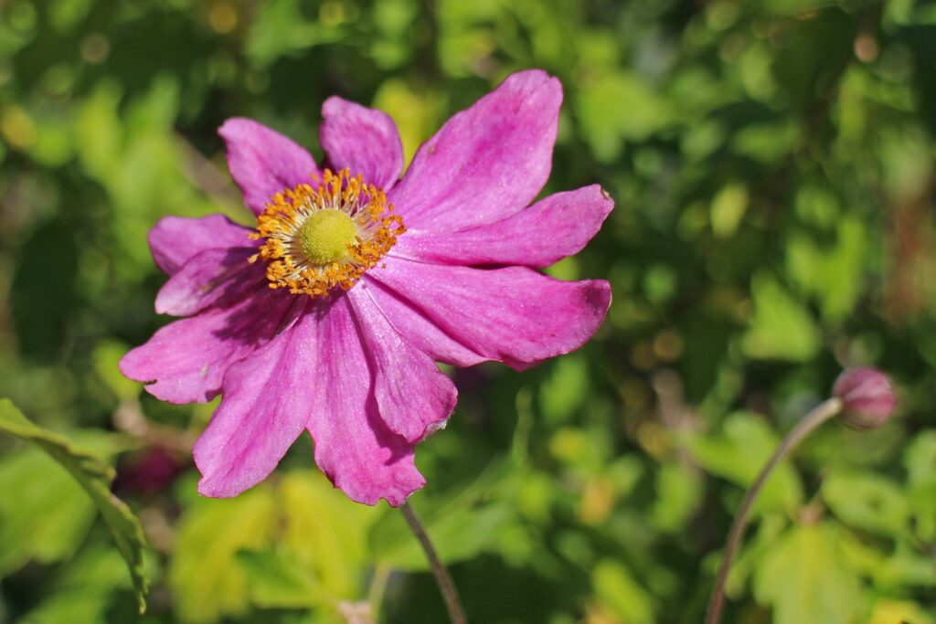 Vibrant Pink Anemone Flower Close-Up on Lush Green Background Wallpaper