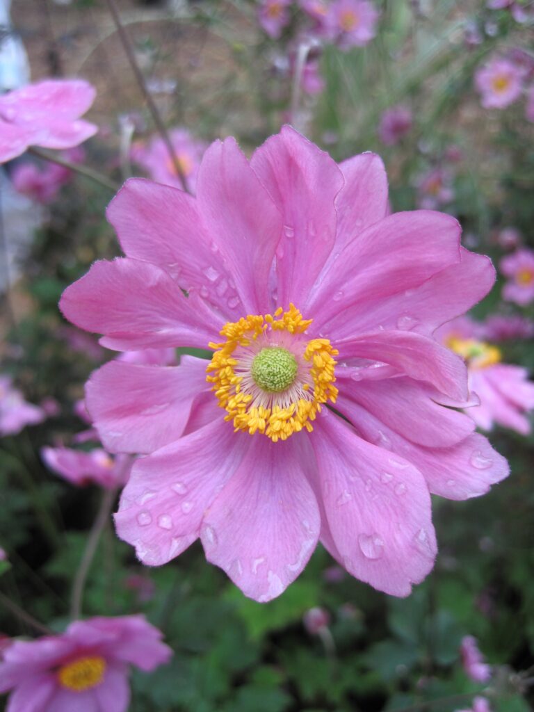 Vibrant Pink Anemone Flower Close-Up with Water Droplets - Serene Background Wallpaper