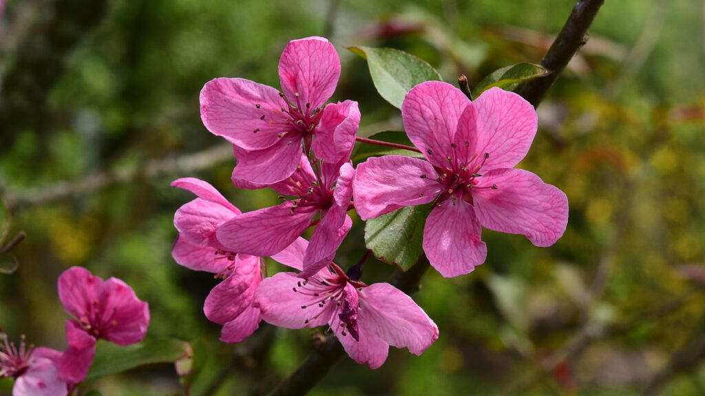 Vibrant Pink Apple Blossom Wallpaper: Spring's Delicate Beauty