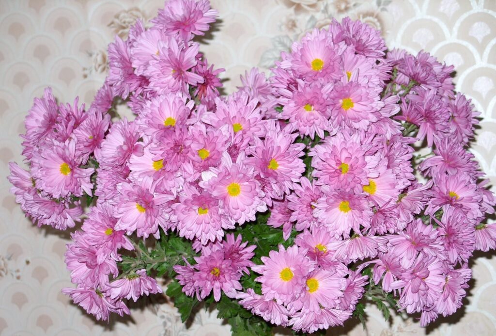 Vibrant Pink Aster Flowers Wallpaper for a Cheerful Background
