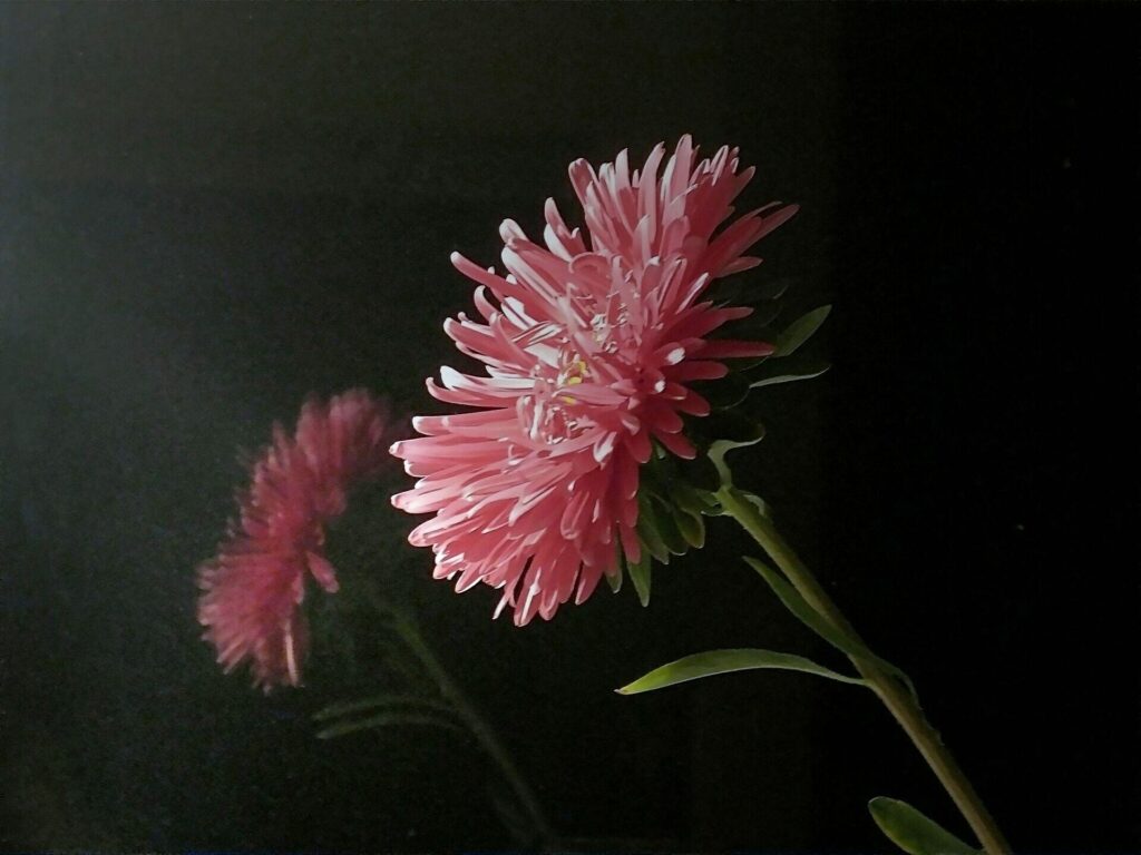 Vibrant Pink Aster Flower Reflection on Dark Background Wallpaper