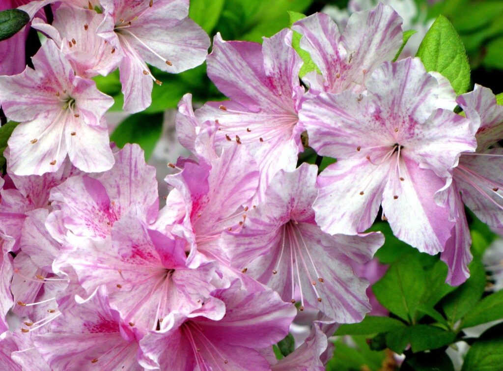 Vibrant Pink Azalea Flowers in Bloom - Lush Green Background Wallpaper