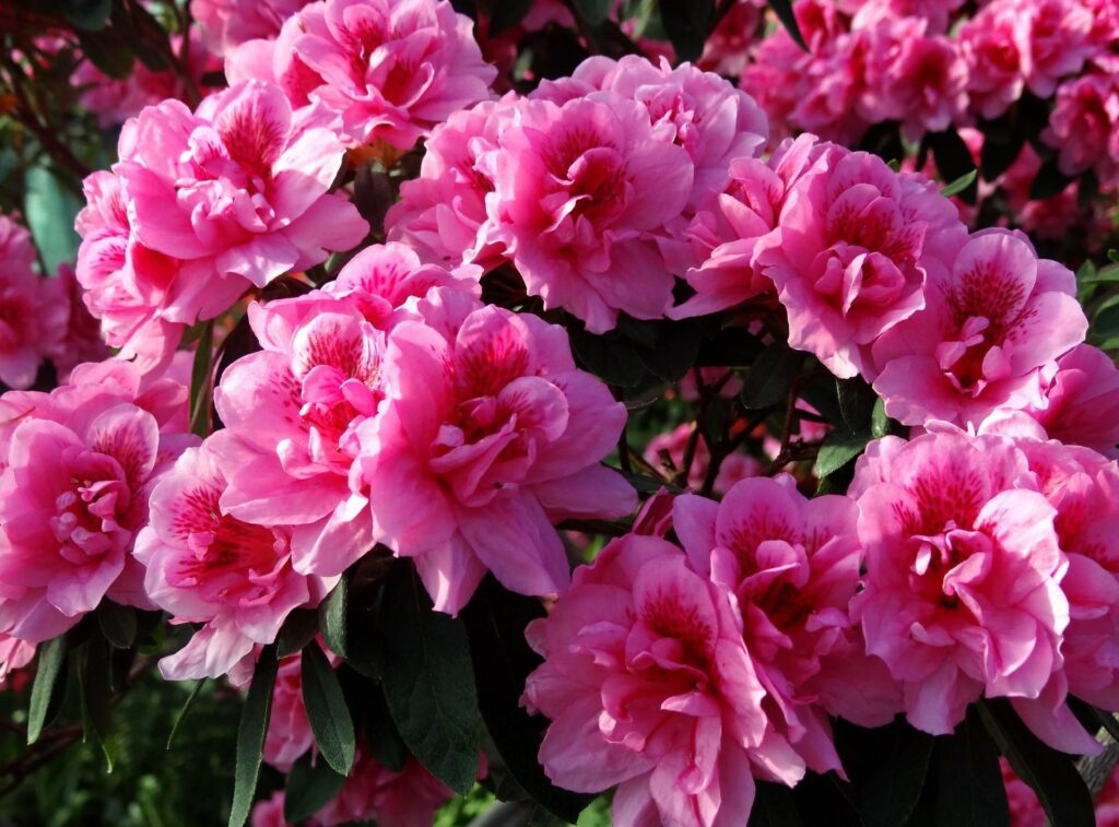 Vibrant Pink Azalea Flowers in Bloom - Lush Green Background Wallpaper