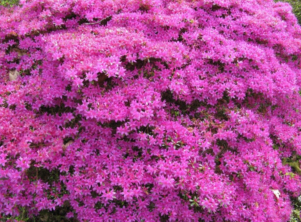 Vibrant Pink Azalea Flowers: A Colorful Nature Wallpaper Background