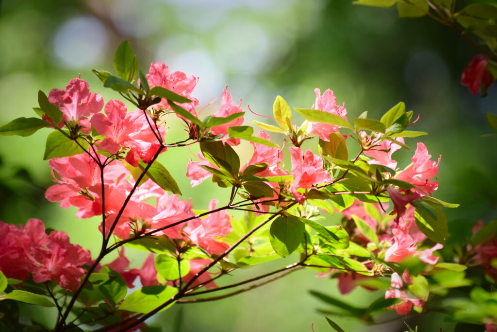Vibrant Pink Azalea Flowers Against Lush Green Background Wallpaper