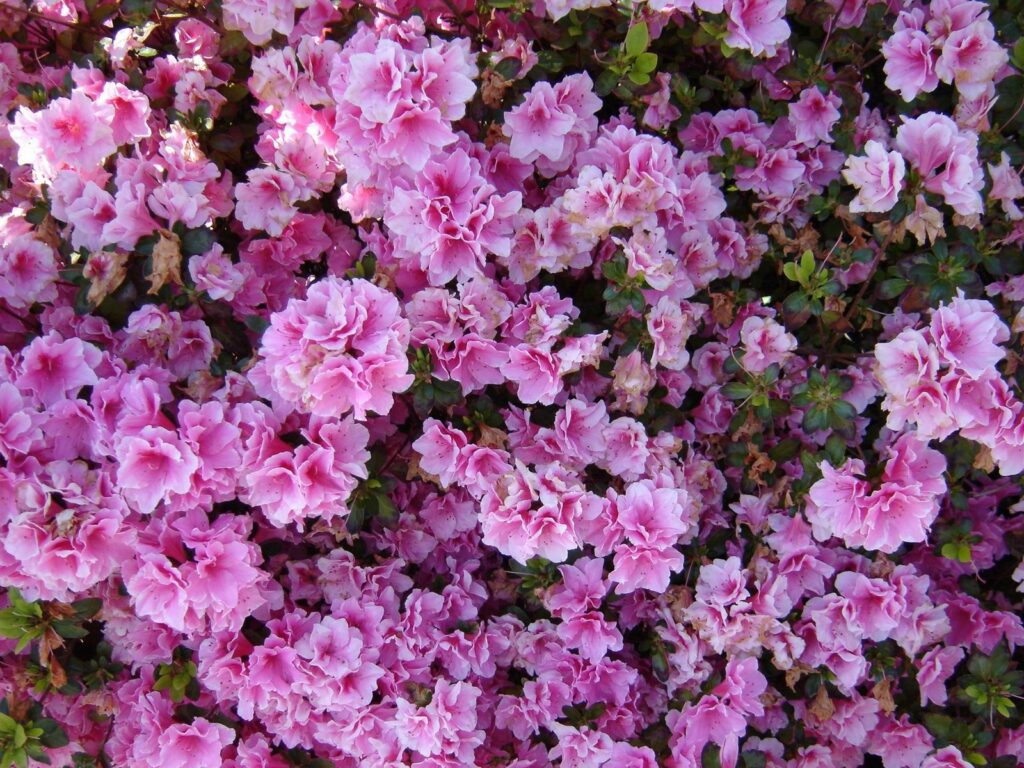 Close-Up of Pink Azalea Bushes: Lush Nature Wallpaper Background