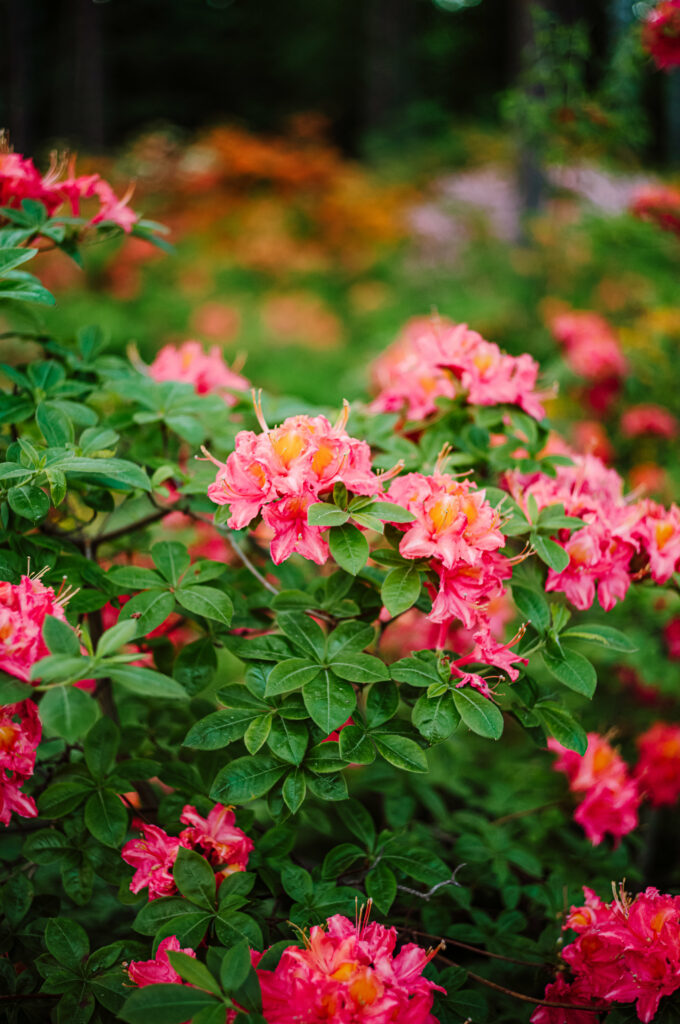 Vibrant Pink Azalea Wallpaper: Blooming Spring Background