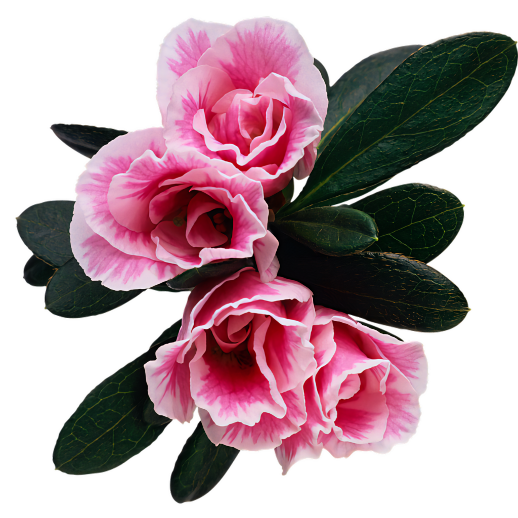 Vibrant Pink Azalea Wallpaper with Lush Green Leaves - Nature Background